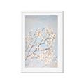 Picture of Cotton flowers _GroupedProduct_Rectangle_Portrait_Framed_Matted_