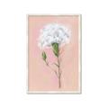Picture of Single White Flower _GroupedProduct_Rectangle_Portrait_Framed_Matted_