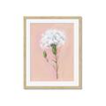 Picture of Single White Flower _GroupedProduct_Rectangle_Portrait_Framed_Matted_