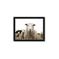 Picture of Sheepily _GroupedProduct_Rectangle_Landscape_Photography _GroupedProduct_Rectangle_Landscape_Framed_Matted_