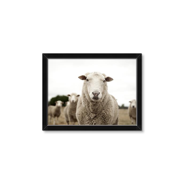 Picture of Sheepily _GroupedProduct_Rectangle_Landscape_Photography _GroupedProduct_Rectangle_Landscape_Framed_Matted_
