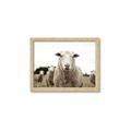 Picture of Sheepily _GroupedProduct_Rectangle_Landscape_Photography _GroupedProduct_Rectangle_Landscape_Framed_Matted_