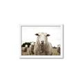Picture of Sheepily _GroupedProduct_Rectangle_Landscape_Photography _GroupedProduct_Rectangle_Landscape_Framed_Matted_