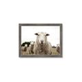 Picture of Sheepily _GroupedProduct_Rectangle_Landscape_Photography _GroupedProduct_Rectangle_Landscape_Framed_Matted_