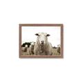 Picture of Sheepily _GroupedProduct_Rectangle_Landscape_Photography _GroupedProduct_Rectangle_Landscape_Framed_Matted_