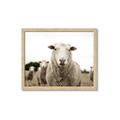 Picture of Sheepily _GroupedProduct_Rectangle_Landscape_Photography _GroupedProduct_Rectangle_Landscape_Framed_Matted_