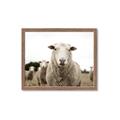 Picture of Sheepily _GroupedProduct_Rectangle_Landscape_Photography _GroupedProduct_Rectangle_Landscape_Framed_Matted_