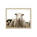 Picture of Sheepily _GroupedProduct_Rectangle_Landscape_Photography _GroupedProduct_Rectangle_Landscape_Framed_Matted_