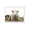 Picture of Sheepily _GroupedProduct_Rectangle_Landscape_Photography _GroupedProduct_Rectangle_Landscape_Framed_Matted_