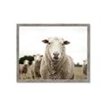 Picture of Sheepily _GroupedProduct_Rectangle_Landscape_Photography _GroupedProduct_Rectangle_Landscape_Framed_Matted_