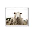 Picture of Sheepily _GroupedProduct_Rectangle_Landscape_Photography _GroupedProduct_Rectangle_Landscape_Framed_Matted_