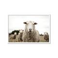 Picture of Sheepily _GroupedProduct_Rectangle_Landscape_Photography _GroupedProduct_Rectangle_Landscape_Framed_Matted_
