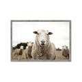Picture of Sheepily _GroupedProduct_Rectangle_Landscape_Photography _GroupedProduct_Rectangle_Landscape_Framed_Matted_