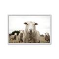 Picture of Sheepily _GroupedProduct_Rectangle_Landscape_Photography _GroupedProduct_Rectangle_Landscape_Framed_Matted_