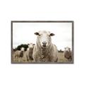 Picture of Sheepily _GroupedProduct_Rectangle_Landscape_Photography _GroupedProduct_Rectangle_Landscape_Framed_Matted_