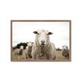 Picture of Sheepily _GroupedProduct_Rectangle_Landscape_Photography _GroupedProduct_Rectangle_Landscape_Framed_Matted_