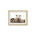 Picture of Sheepily _GroupedProduct_Rectangle_Landscape_Photography _GroupedProduct_Rectangle_Landscape_Framed_Matted_
