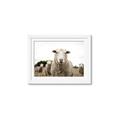 Picture of Sheepily _GroupedProduct_Rectangle_Landscape_Photography _GroupedProduct_Rectangle_Landscape_Framed_Matted_