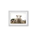 Picture of Sheepily _GroupedProduct_Rectangle_Landscape_Photography _GroupedProduct_Rectangle_Landscape_Framed_Matted_