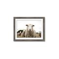 Picture of Sheepily _GroupedProduct_Rectangle_Landscape_Photography _GroupedProduct_Rectangle_Landscape_Framed_Matted_