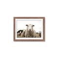 Picture of Sheepily _GroupedProduct_Rectangle_Landscape_Photography _GroupedProduct_Rectangle_Landscape_Framed_Matted_
