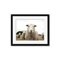 Picture of Sheepily _GroupedProduct_Rectangle_Landscape_Photography _GroupedProduct_Rectangle_Landscape_Framed_Matted_