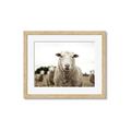 Picture of Sheepily _GroupedProduct_Rectangle_Landscape_Photography _GroupedProduct_Rectangle_Landscape_Framed_Matted_