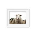 Picture of Sheepily _GroupedProduct_Rectangle_Landscape_Photography _GroupedProduct_Rectangle_Landscape_Framed_Matted_