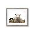 Picture of Sheepily _GroupedProduct_Rectangle_Landscape_Photography _GroupedProduct_Rectangle_Landscape_Framed_Matted_