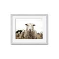 Picture of Sheepily _GroupedProduct_Rectangle_Landscape_Photography _GroupedProduct_Rectangle_Landscape_Framed_Matted_