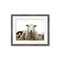 Picture of Sheepily _GroupedProduct_Rectangle_Landscape_Photography _GroupedProduct_Rectangle_Landscape_Framed_Matted_