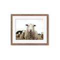 Picture of Sheepily _GroupedProduct_Rectangle_Landscape_Photography _GroupedProduct_Rectangle_Landscape_Framed_Matted_