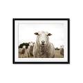 Picture of Sheepily _GroupedProduct_Rectangle_Landscape_Photography _GroupedProduct_Rectangle_Landscape_Framed_Matted_