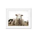 Picture of Sheepily _GroupedProduct_Rectangle_Landscape_Photography _GroupedProduct_Rectangle_Landscape_Framed_Matted_