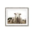 Picture of Sheepily _GroupedProduct_Rectangle_Landscape_Photography _GroupedProduct_Rectangle_Landscape_Framed_Matted_