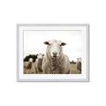 Picture of Sheepily _GroupedProduct_Rectangle_Landscape_Photography _GroupedProduct_Rectangle_Landscape_Framed_Matted_