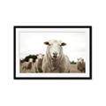 Picture of Sheepily _GroupedProduct_Rectangle_Landscape_Photography _GroupedProduct_Rectangle_Landscape_Framed_Matted_