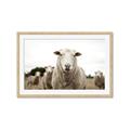 Picture of Sheepily _GroupedProduct_Rectangle_Landscape_Photography _GroupedProduct_Rectangle_Landscape_Framed_Matted_