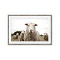 Picture of Sheepily _GroupedProduct_Rectangle_Landscape_Photography _GroupedProduct_Rectangle_Landscape_Framed_Matted_