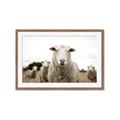 Picture of Sheepily _GroupedProduct_Rectangle_Landscape_Photography _GroupedProduct_Rectangle_Landscape_Framed_Matted_