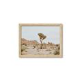 Picture of Dessert Tree _GroupedProduct_Rectangle_Landscape_Photography _GroupedProduct_Rectangle_Landscape_Framed_Matted_