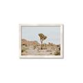 Picture of Dessert Tree _GroupedProduct_Rectangle_Landscape_Photography _GroupedProduct_Rectangle_Landscape_Framed_Matted_