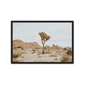 Picture of Dessert Tree _GroupedProduct_Rectangle_Landscape_Photography _GroupedProduct_Rectangle_Landscape_Framed_Matted_