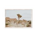 Picture of Dessert Tree _GroupedProduct_Rectangle_Landscape_Photography _GroupedProduct_Rectangle_Landscape_Framed_Matted_