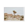 Picture of Dessert Tree _GroupedProduct_Rectangle_Landscape_Photography _GroupedProduct_Rectangle_Landscape_Framed_Matted_