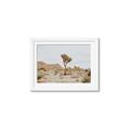 Picture of Dessert Tree _GroupedProduct_Rectangle_Landscape_Photography _GroupedProduct_Rectangle_Landscape_Framed_Matted_