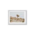 Picture of Dessert Tree _GroupedProduct_Rectangle_Landscape_Photography _GroupedProduct_Rectangle_Landscape_Framed_Matted_