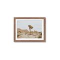 Picture of Dessert Tree _GroupedProduct_Rectangle_Landscape_Photography _GroupedProduct_Rectangle_Landscape_Framed_Matted_