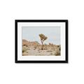 Picture of Dessert Tree _GroupedProduct_Rectangle_Landscape_Photography _GroupedProduct_Rectangle_Landscape_Framed_Matted_