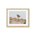 Picture of Dessert Tree _GroupedProduct_Rectangle_Landscape_Photography _GroupedProduct_Rectangle_Landscape_Framed_Matted_